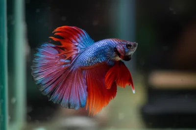 Illustration betas - Image 1