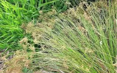 Illustration rush - Image 2