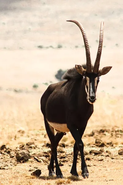 Illustration sables - Image 2