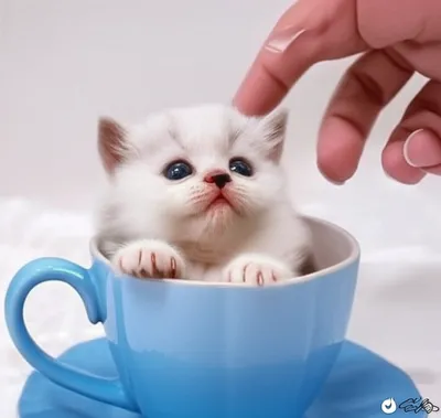 Illustration diminutive