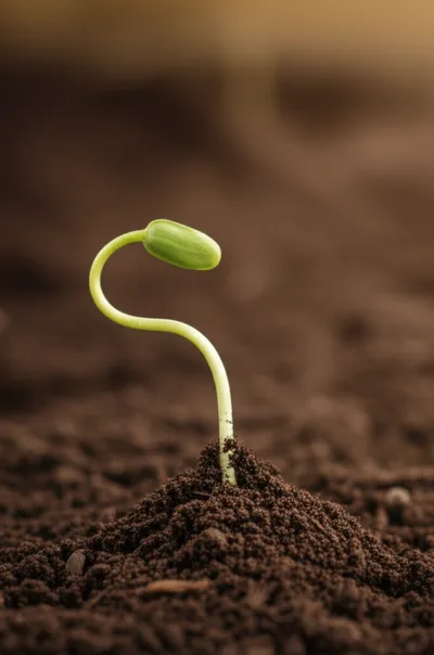 Illustration underlay - Image 1