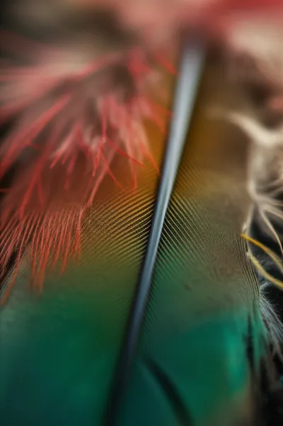 Illustration vanes - Image 1