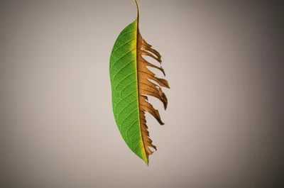 Illustration fade - Image 1