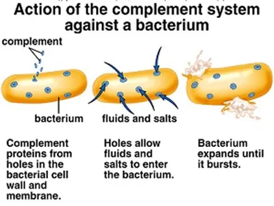 Illustration complement - Image 2