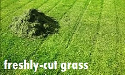 Illustration freshly - Image 2