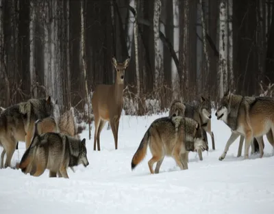 Illustration wolfpack - Image 1