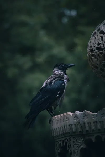 Illustration craw - Image 2