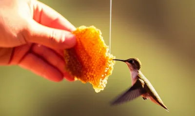 Illustration honeys - Image 1