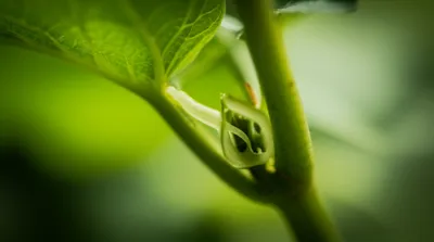 Illustration ligule - Image 1