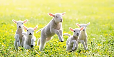 Illustration gambol - Image 1