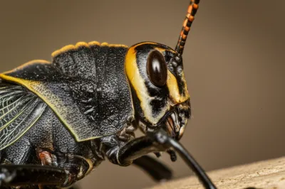 Illustration gena - Image 1