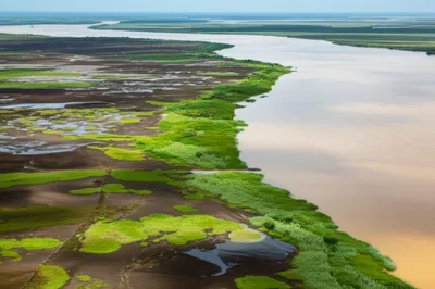 Illustration mudflats - Image 1