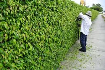 Illustration clip - Image 3