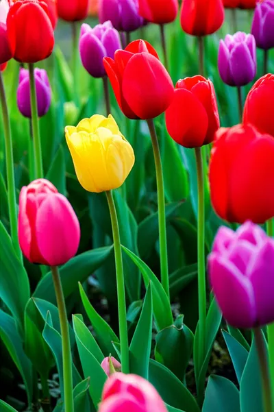 Illustration prodromes - Image 1