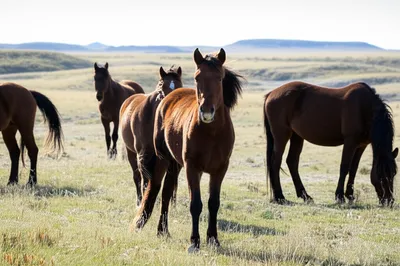 Illustration mustangs