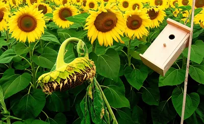 Illustration inadequacy - Image 1