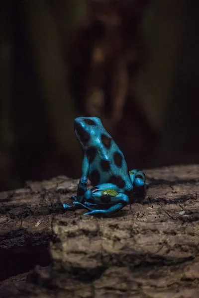 Illustration poisons - Image 2