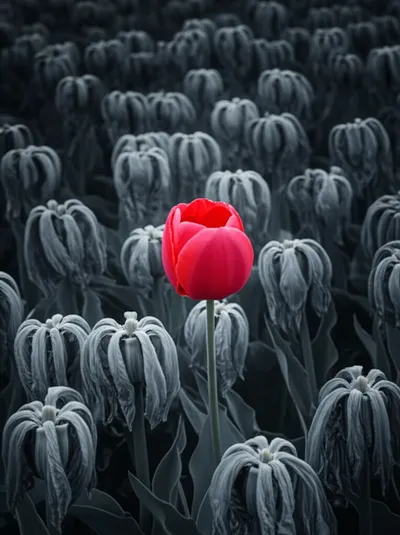 Illustration separate - Image 1