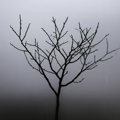 Illustration bare - Image 1