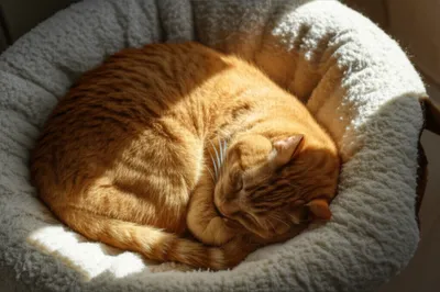 Illustration reposed - Image 1