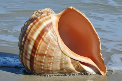 Illustration tuns - Image 1