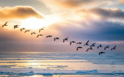 Illustration heralds