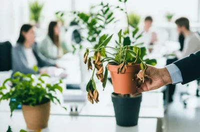 Illustration terminating - Image 1