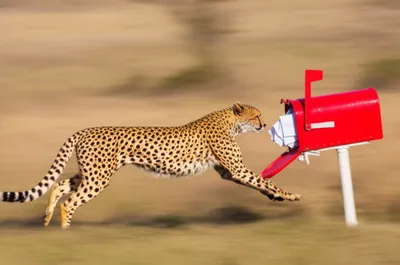 Illustration mailed - Image 1