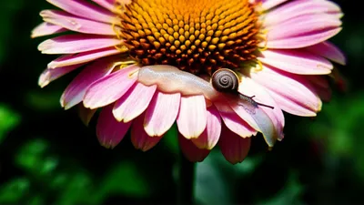 Illustration slug - Image 1