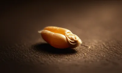 Illustration pickle - Image 1