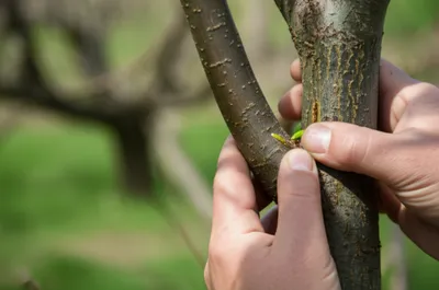 Illustration bud - Image 1