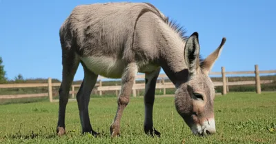 Illustration donkeys - Image 1