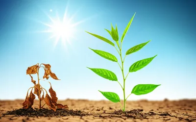 Illustration wilt - Image 1