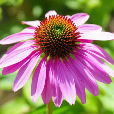 Illustration echinacea