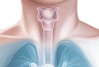 Illustration tracheas