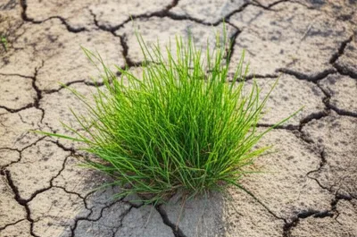 Illustration scutches - Image 1