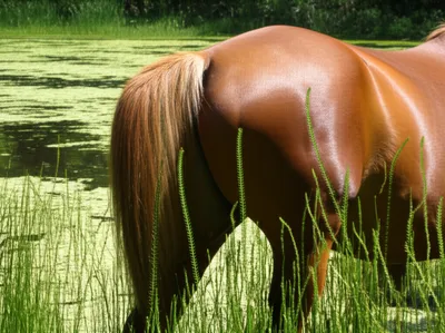 Hình ảnh minh họa horsetails - Ảnh 1