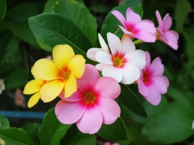 Illustration primroses