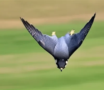 Illustration dives - Image 1