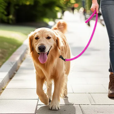 Illustration leash - Image 1