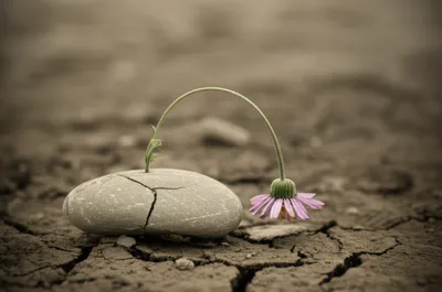 Illustration pressed - Image 1