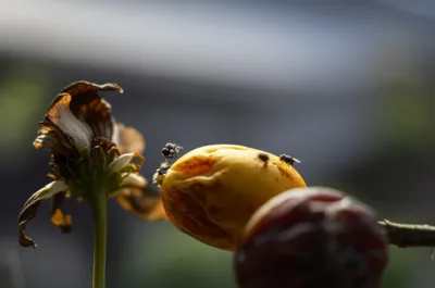 Illustration obscene - Image 1