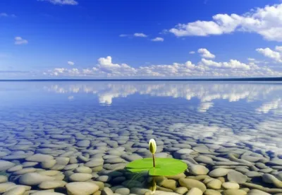 Hình ảnh minh họa sincere - Ảnh 1