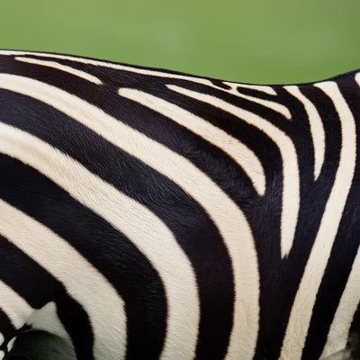 Illustration striped - Image 1