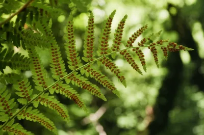 Illustration sporophore - Image 1