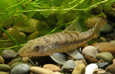 Illustration loach - Image 1