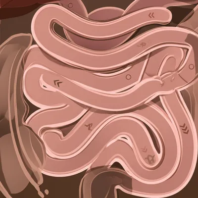 Illustration intestine - Image 1
