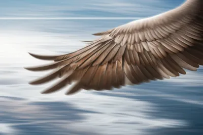 Illustration vans - Image 1