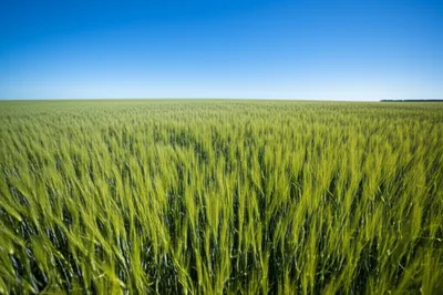 Illustration acres - Image 1