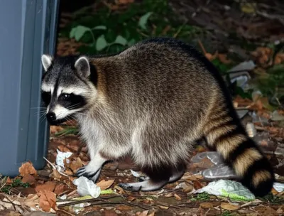 Illustration raccoon - Image 1